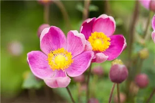 Anemone hupehensis 'Praecox' - China-Herbst-Anemone 'Praecox'