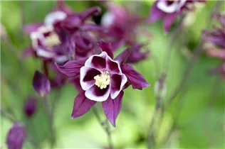 Aquilegia caerulea - Langspornige Akelei