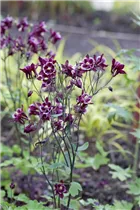 Aquilegia caerulea - Langspornige Akelei