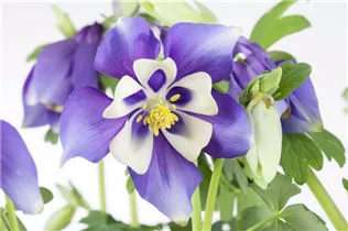 Aquilegia caerulea - Langspornige Akelei