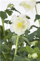 Aquilegia caerulea - Langspornige Akelei