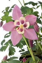 Aquilegia caerulea - Langspornige Akelei