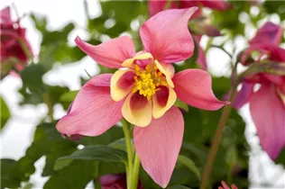 Aquilegia caerulea - Langspornige Akelei