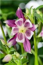 Aquilegia caerulea - Langspornige Akelei
