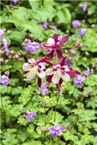 Aquilegia caerulea - Langspornige Akelei