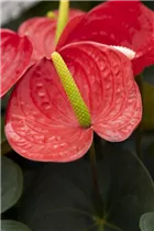 Anthurium x andreanum 'Prince Of Red' - Flamingoblume 'Prince Of Red'