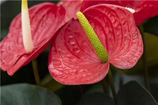 Anthurium x andreanum 'Prince Of Red' - Flamingoblume 'Prince Of Red'