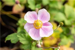 Anemone hupehensis 'September Charm' - Garten-Herbst-Anemone 'September Charm' Anemone hupehensis 'September Charm' - Garten-Herbst-Anemone 'September Charm'