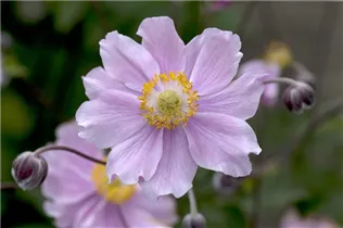 Anemone hupehensis 'September Charm' - Garten-Herbst-Anemone 'September Charm' Anemone hupehensis 'September Charm' - Garten-Herbst-Anemone 'September Charm'