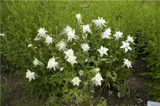 Aquilegia caerulea 'Kristall' - Langspornige Garten-Akelei 'Kristall'