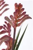 Anigozanthos flavidus - Kängurupfote Anigozanthos flavidus - Kängurupfote