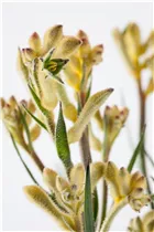 Anigozanthos flavidus - Kängurupfote Anigozanthos flavidus - Kängurupfote