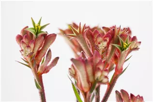 Anigozanthos flavidus - Kängurupfote Anigozanthos flavidus - Kängurupfote