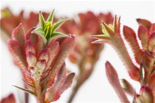 Anigozanthos flavidus - Kängurupfote Anigozanthos flavidus - Kängurupfote