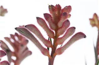 Anigozanthos flavidus - Kängurupfote Anigozanthos flavidus - Kängurupfote