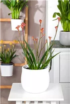 Anigozanthos flavidus - Kängurupfote Anigozanthos flavidus - Kängurupfote