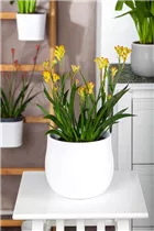 Anigozanthos flavidus - Kängurupfote Anigozanthos flavidus - Kängurupfote