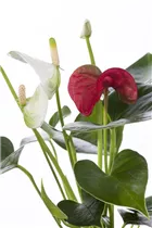 Anthurium x andreanum 'Sierra' - Flamingoblume 'Sierra'