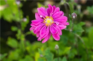 Anemone japonica 'Bressingham Glow' - Garten-Herbst-Anemone 'Bressingham Glow'