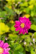 Anemone japonica 'Bressingham Glow' - Garten-Herbst-Anemone 'Bressingham Glow'