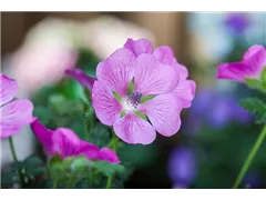 Anisodontea 'Elegans Princess'(s) - Kapmalve 'Elegans Princess'(s) Anisodontea 'Elegans Princess'(s) - Kapmalve 'Elegans Princess'(s)