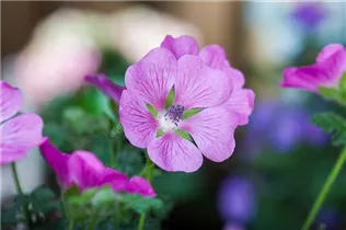 Anisodontea 'Elegans Princess'(s) - Kapmalve 'Elegans Princess'(s) Anisodontea 'Elegans Princess'(s) - Kapmalve 'Elegans Princess'(s)