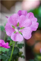 Anisodontea 'Elegans Princess'(s) - Kapmalve 'Elegans Princess'(s) Anisodontea 'Elegans Princess'(s) - Kapmalve 'Elegans Princess'(s)