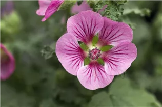 Anisodontea 'Elegans Princess'(s) - Kapmalve 'Elegans Princess'(s) Anisodontea 'Elegans Princess'(s) - Kapmalve 'Elegans Princess'(s)