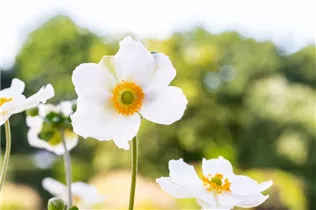 Anemone japonica 'Honorine Jobert' - Garten-Herbst-Anemone 'Honorine Jobert'