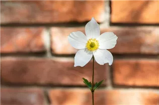 Anemone japonica 'Honorine Jobert' - Garten-Herbst-Anemone 'Honorine Jobert'