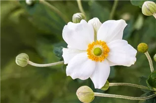 Anemone japonica 'Honorine Jobert' - Garten-Herbst-Anemone 'Honorine Jobert'