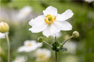 Anemone japonica 'Honorine Jobert' - Garten-Herbst-Anemone 'Honorine Jobert'