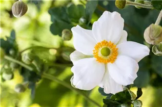 Anemone japonica 'Honorine Jobert' - Garten-Herbst-Anemone 'Honorine Jobert'