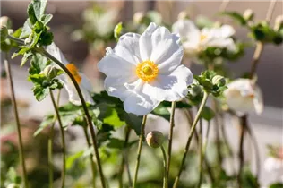 Anemone japonica 'Honorine Jobert' - Garten-Herbst-Anemone 'Honorine Jobert'