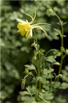 Aquilegia 'Spring Magic'® - Aquilegia 'Spring Magic'®