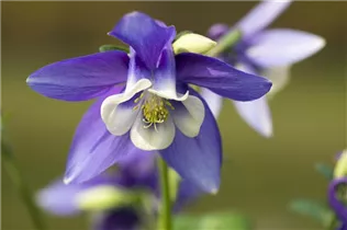Aquilegia 'Spring Magic'® - Aquilegia 'Spring Magic'®