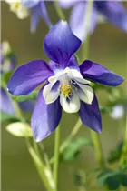 Aquilegia 'Spring Magic'® - Aquilegia 'Spring Magic'®