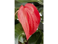 Anthurium x scherzerianum - Kleine Flamingoblume Anthurium x scherzerianum - Kleine Flamingoblume