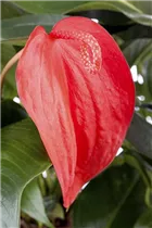 Anthurium x scherzerianum - Kleine Flamingoblume Anthurium x scherzerianum - Kleine Flamingoblume
