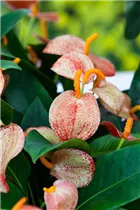 Anthurium x scherzerianum - Kleine Flamingoblume Anthurium x scherzerianum - Kleine Flamingoblume