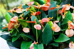 Anthurium x scherzerianum - Kleine Flamingoblume Anthurium x scherzerianum - Kleine Flamingoblume