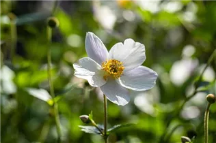 Anemone japonica 'Swanlake' - Garten-Herbst-Anemone 'Swanlake'