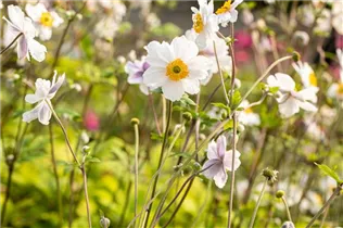 Anemone japonica 'Whirlwind' - Garten-Herbst-Anemone 'Whirlwind'