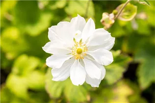 Anemone japonica 'Whirlwind' - Garten-Herbst-Anemone 'Whirlwind'