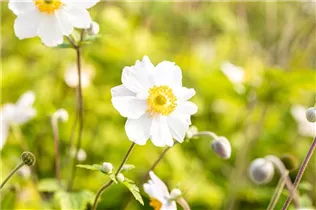 Anemone japonica 'Whirlwind' - Garten-Herbst-Anemone 'Whirlwind'