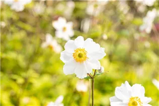 Anemone japonica 'Whirlwind' - Garten-Herbst-Anemone 'Whirlwind'