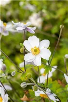 Anemone japonica 'Whirlwind' - Garten-Herbst-Anemone 'Whirlwind'