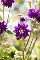 Aquilegia vulgaris 'Blue Barlow' - Garten-Akelei 'Blue Barlow'