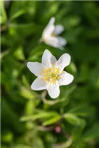 Anemone nemorosa - Busch-Windröschen