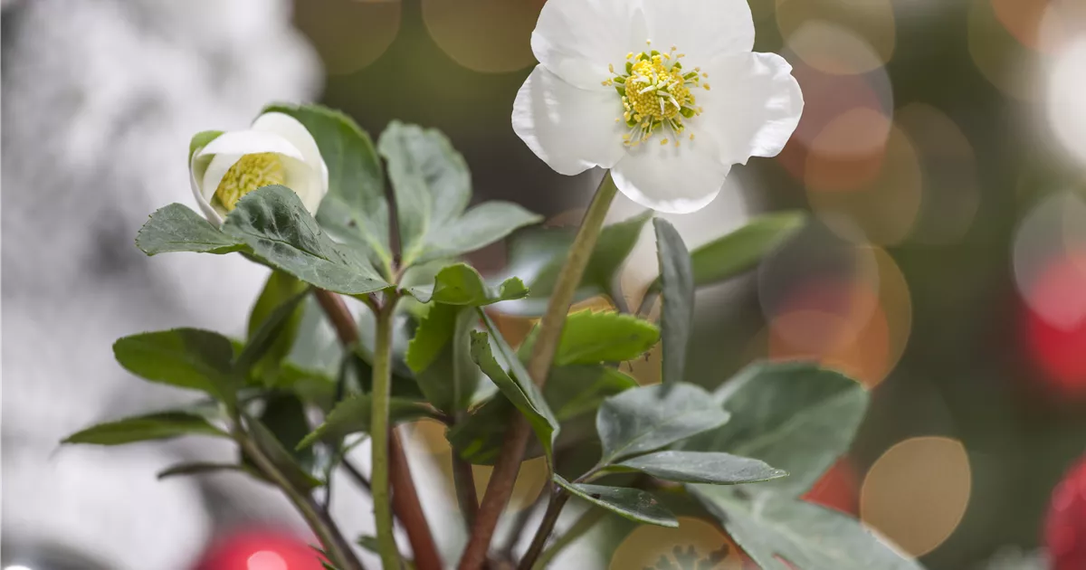  - Christrosen im Garten – Blütenpracht zu Weihnachten erleben